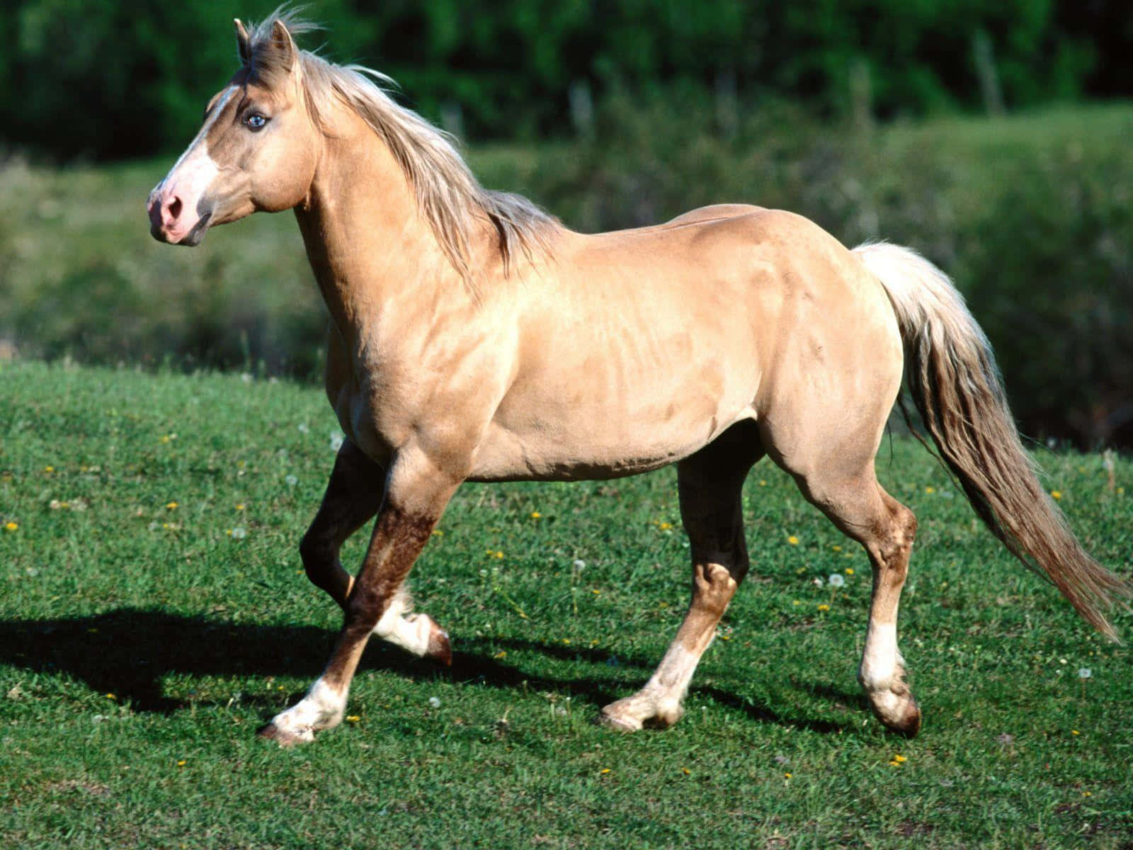 A Palomino Horse Standing Majestically In A Meadow
