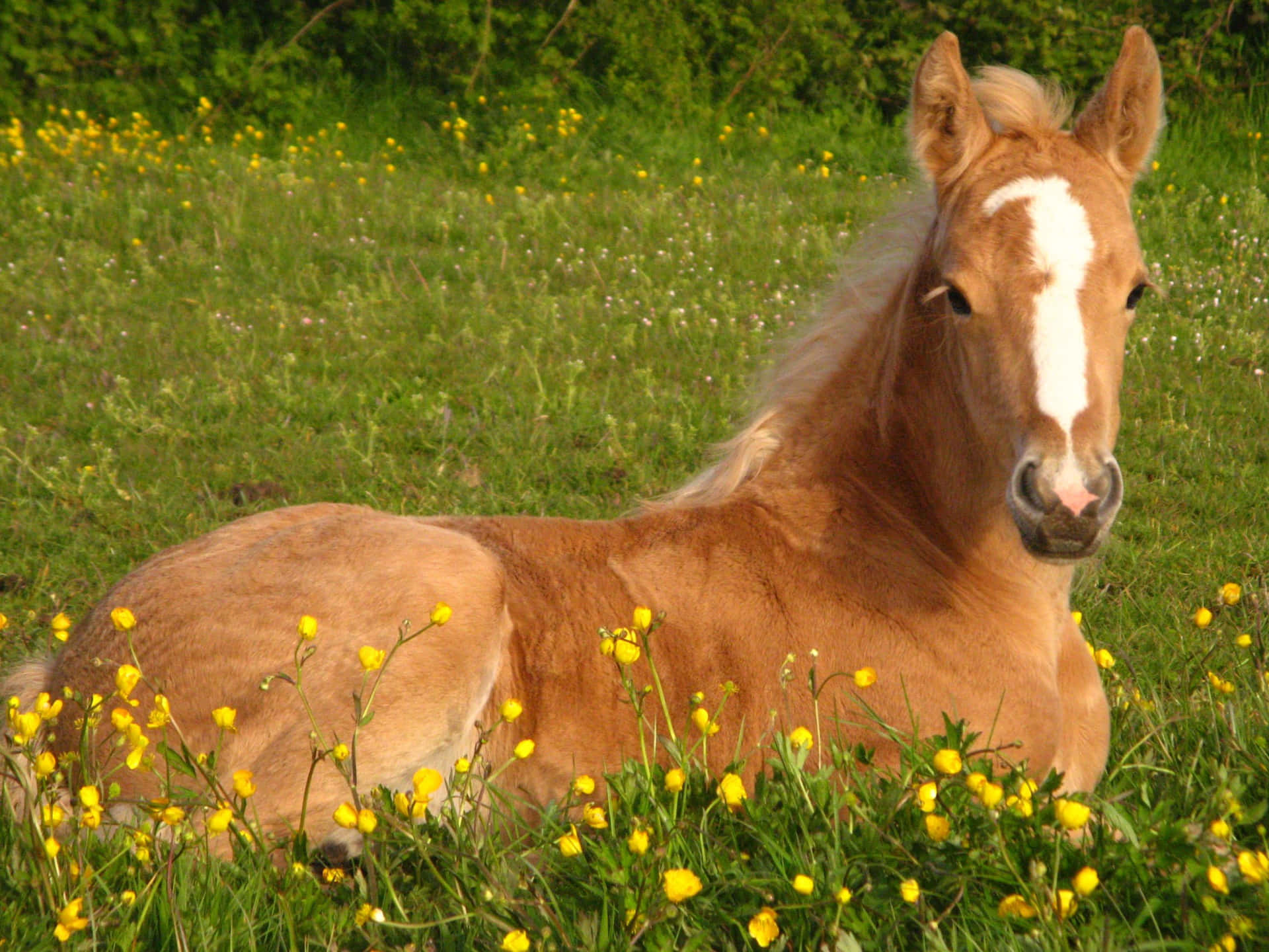 A Brown And White Horse
