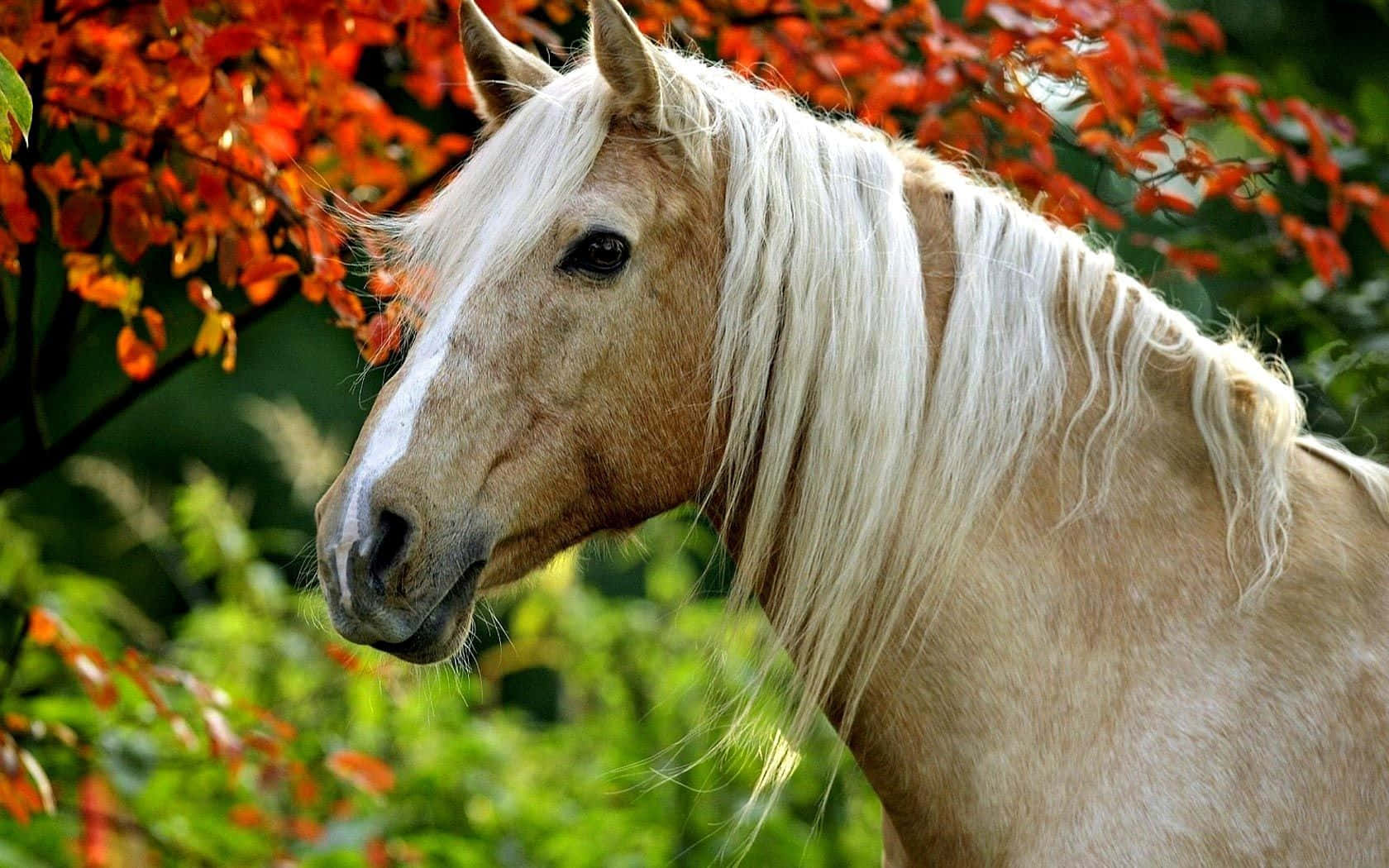 A proud and strong Palomino Horse, standing in a field