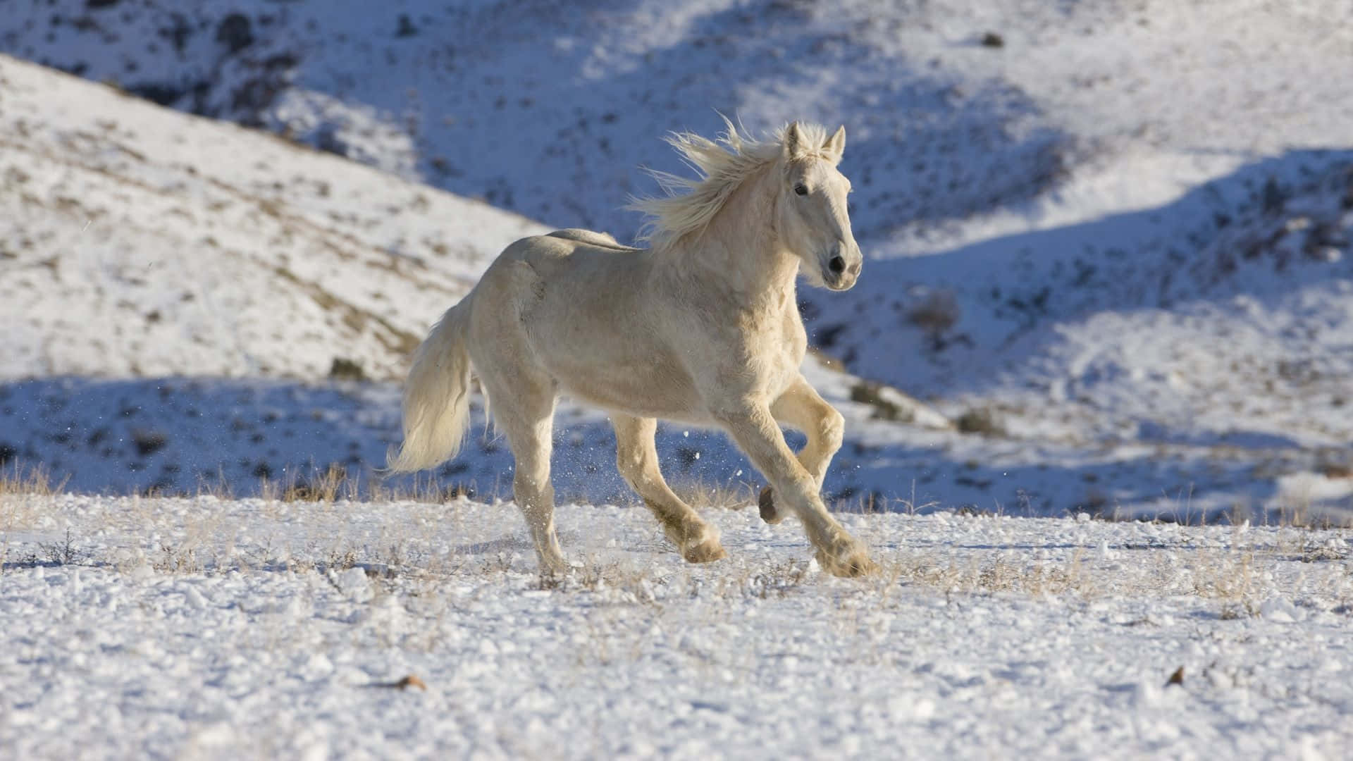 A Wild Palomino Horse in its Natural Habitat