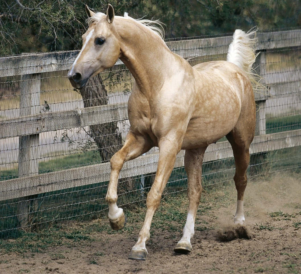 A Palomino Horse Standing in a Field of Flowers