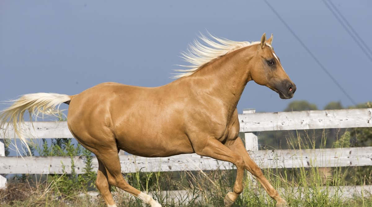 A Horse Running In A Field