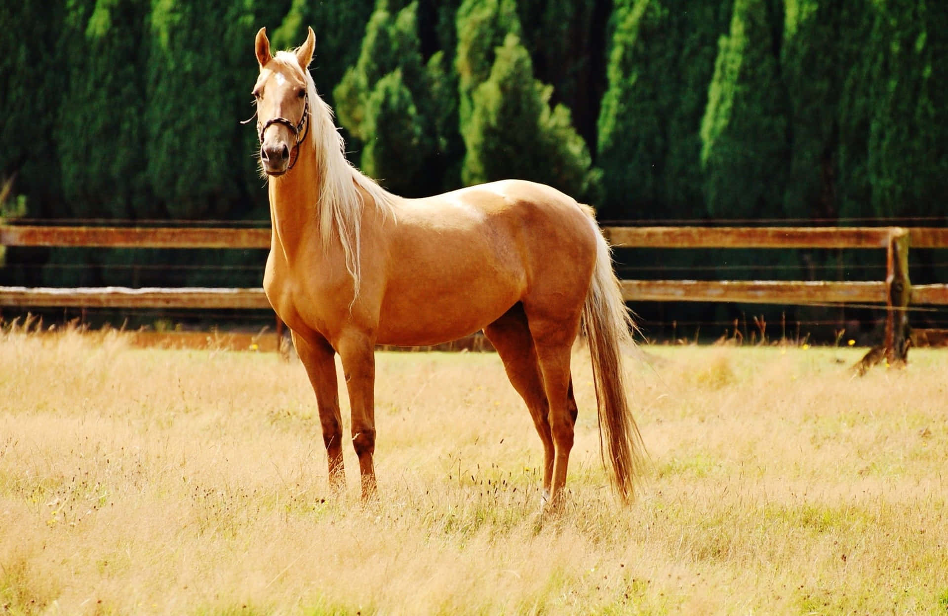 Fångaskönheten Hos En Palominofärgad Häst