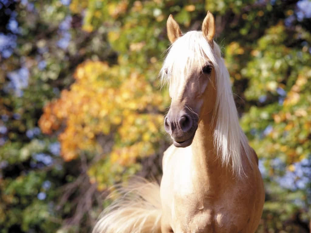 "Beauty in Motion: A Palomino Horse Running in the Field"