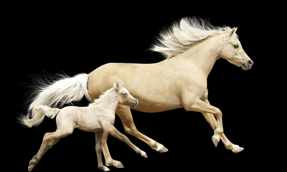 A Horse And A Foal Running On A Black Background