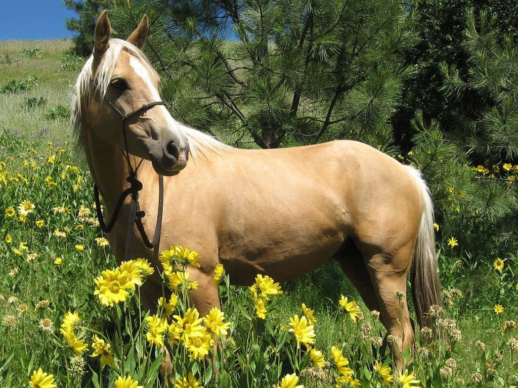 Beautiful Palomino horse standing proudly in the meadow