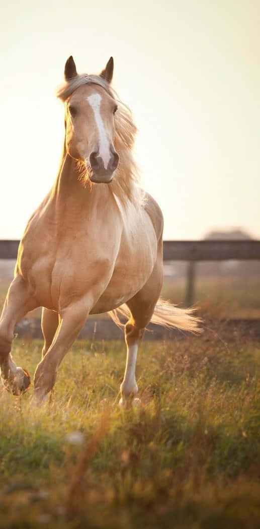 A beautiful Palomino horse in soft light