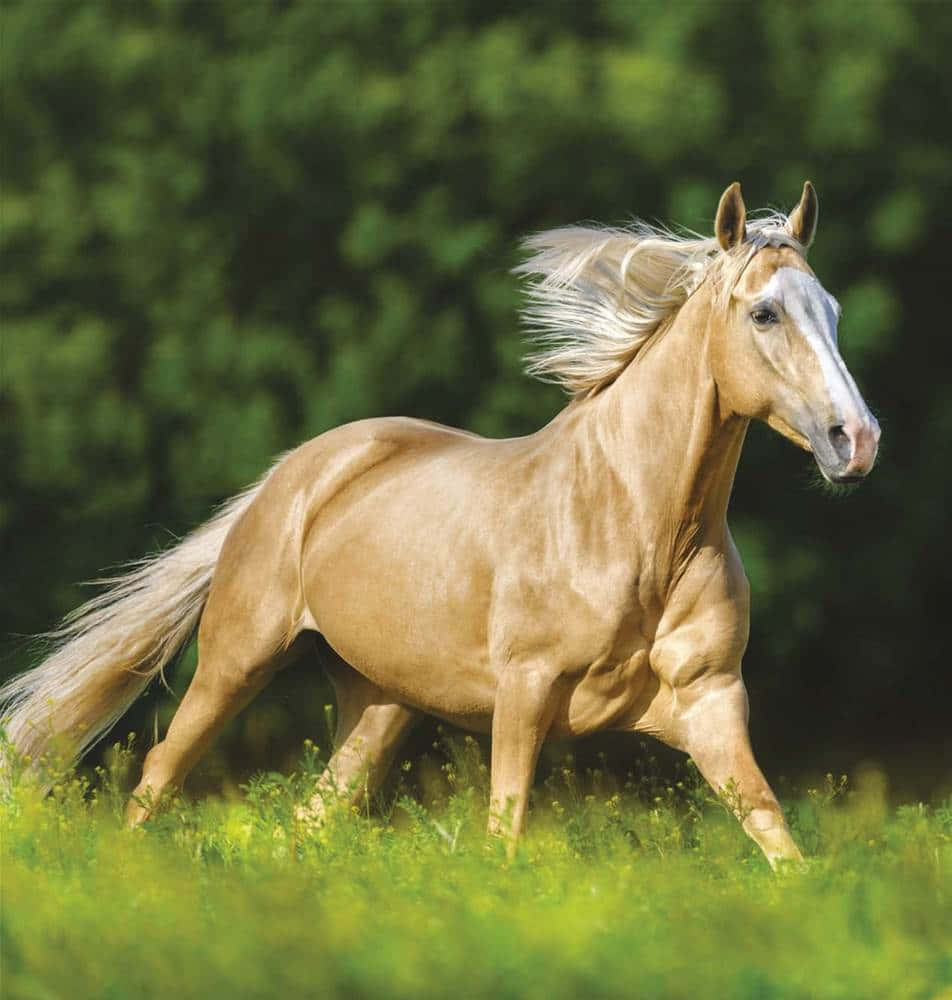 A beautiful Palomino horse stands in a lush grassy field.