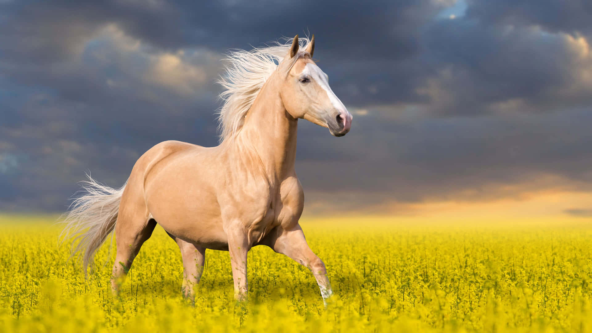 Palomino Horse grazing in a Ranch
