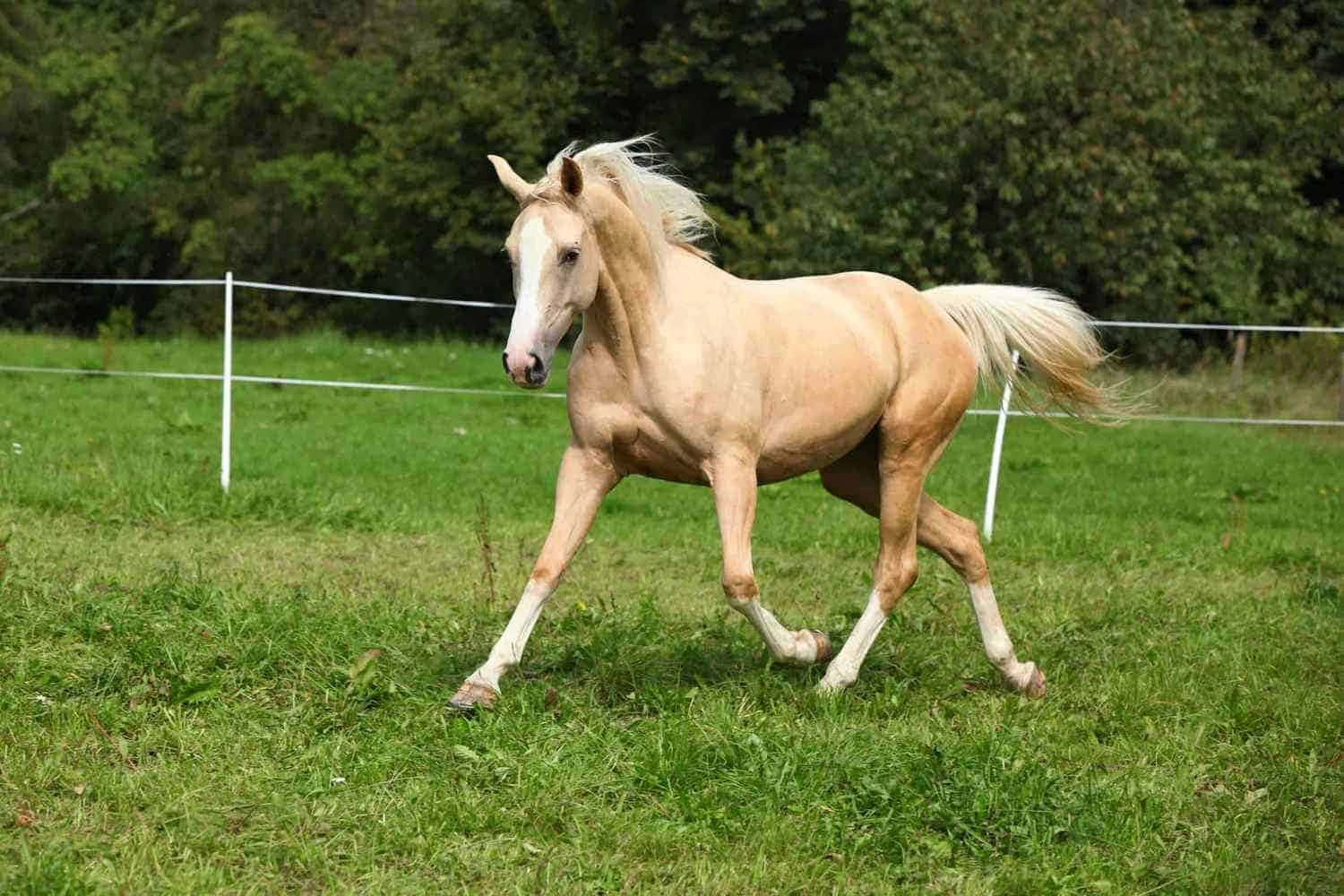 A beautiful Palomino Horse standing in a sunny field.