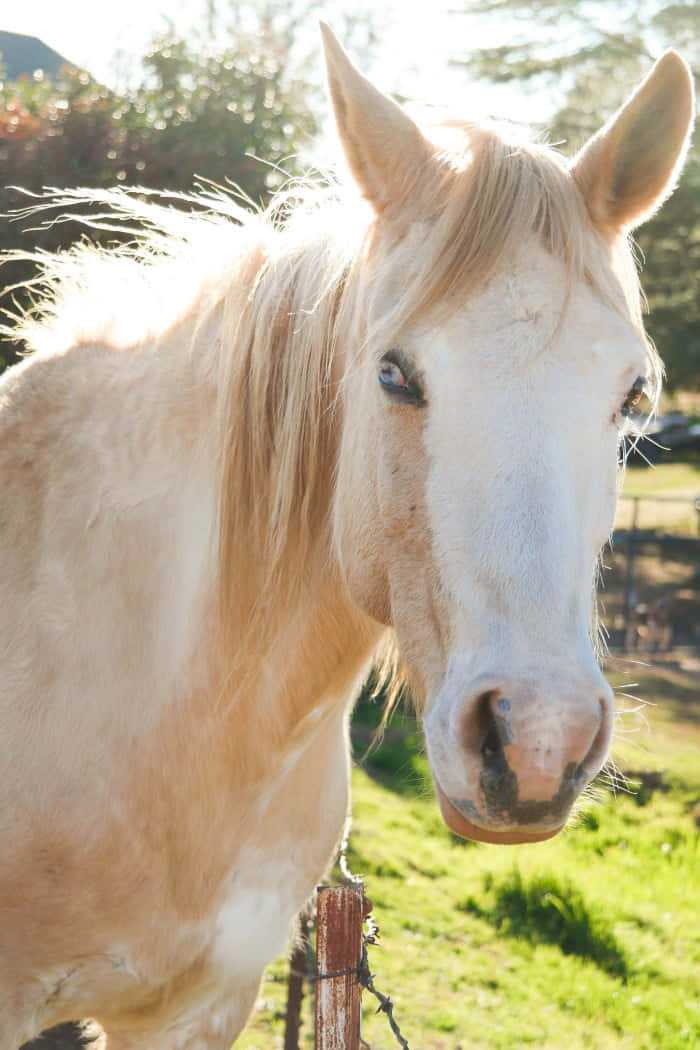 Palomino Horse Standing in Field with Gorgeous Mane