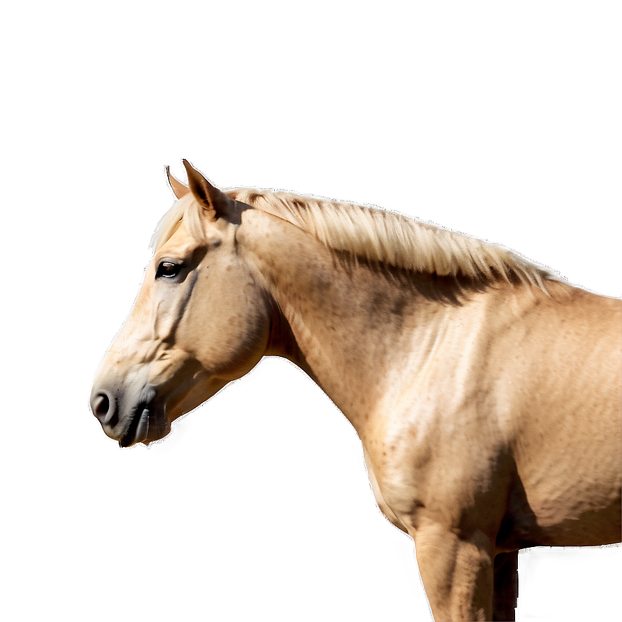 Download Palomino Horse Png Bje | Wallpapers.com