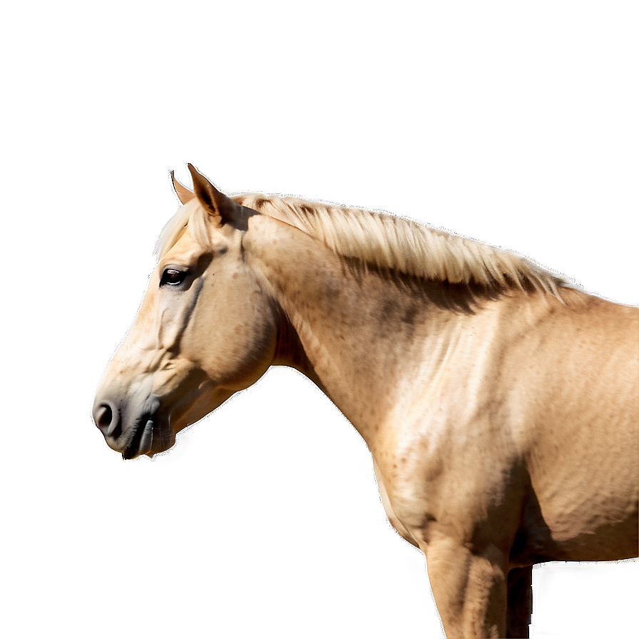 Palomino Horse Png Bje PNG