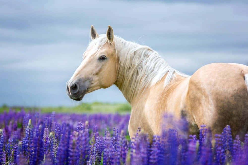 Palomino Horses Lavender Field Animal Photography Picture