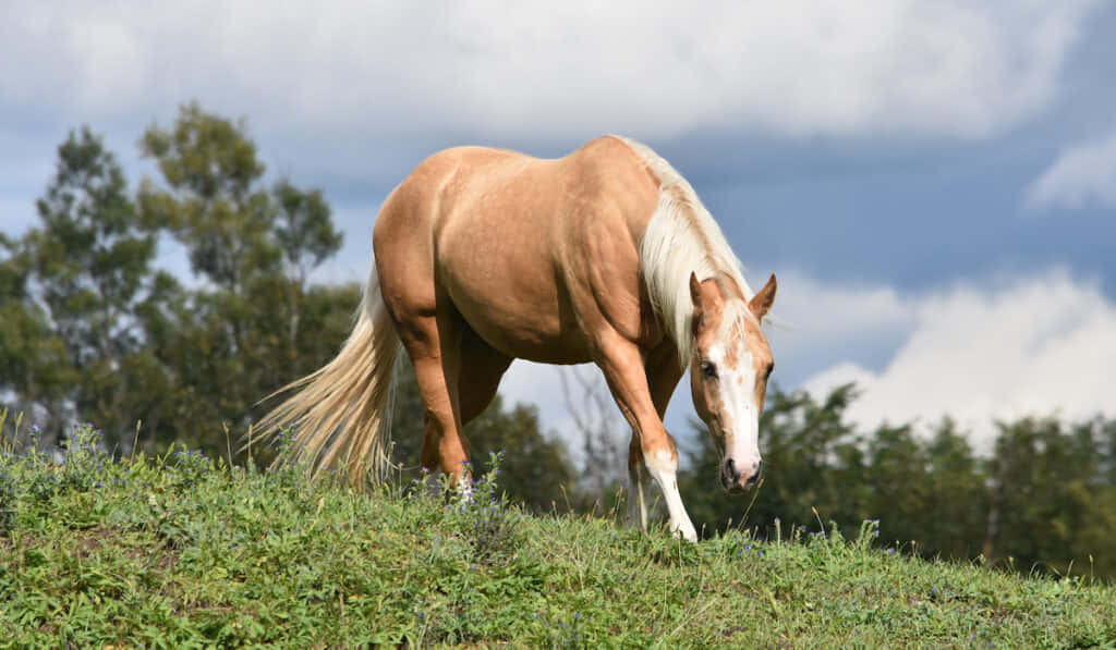 Majestic Palomino Horse in its Natural Splendor