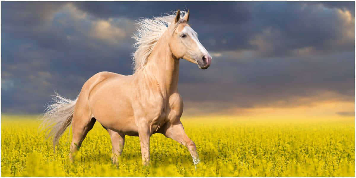Palomino Horses Running In A Field Picture