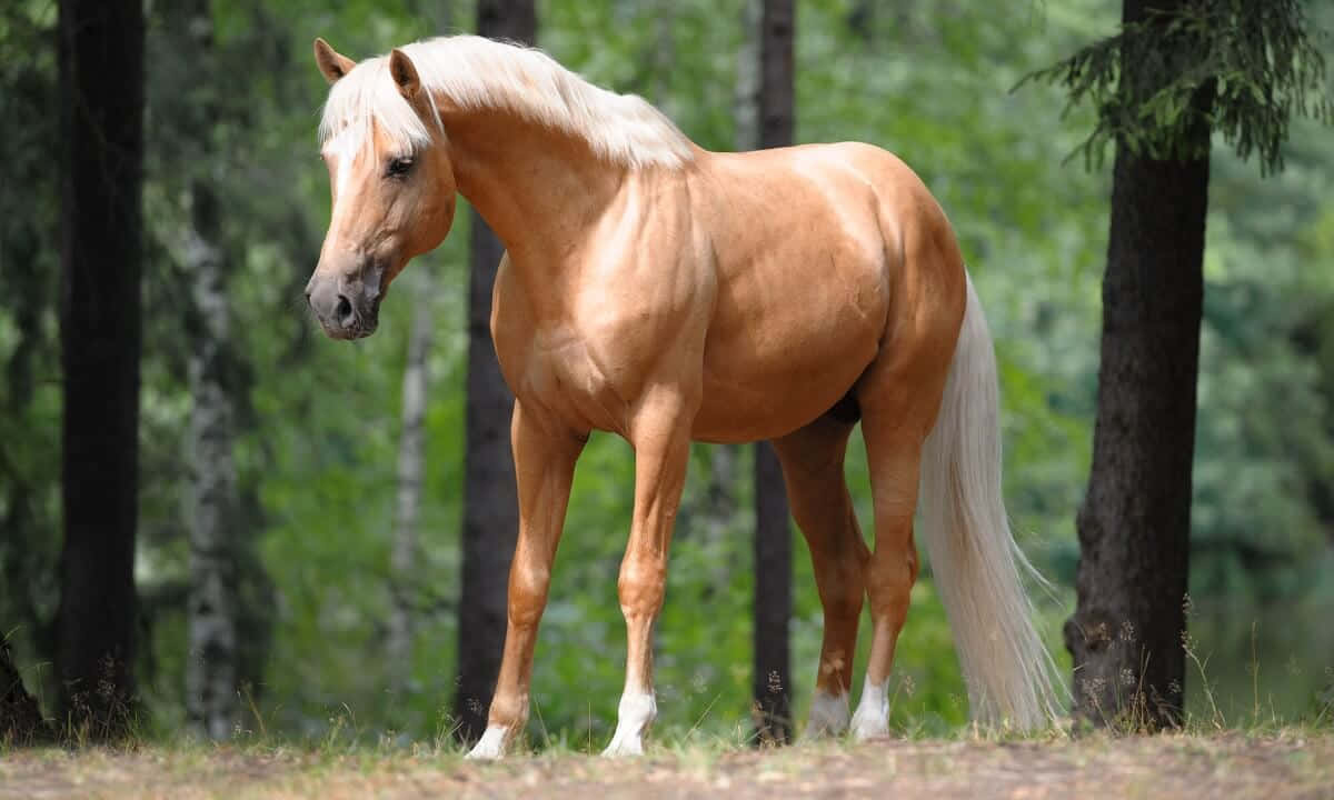 Palomino Horses Welara Breed Animal Photography Picture