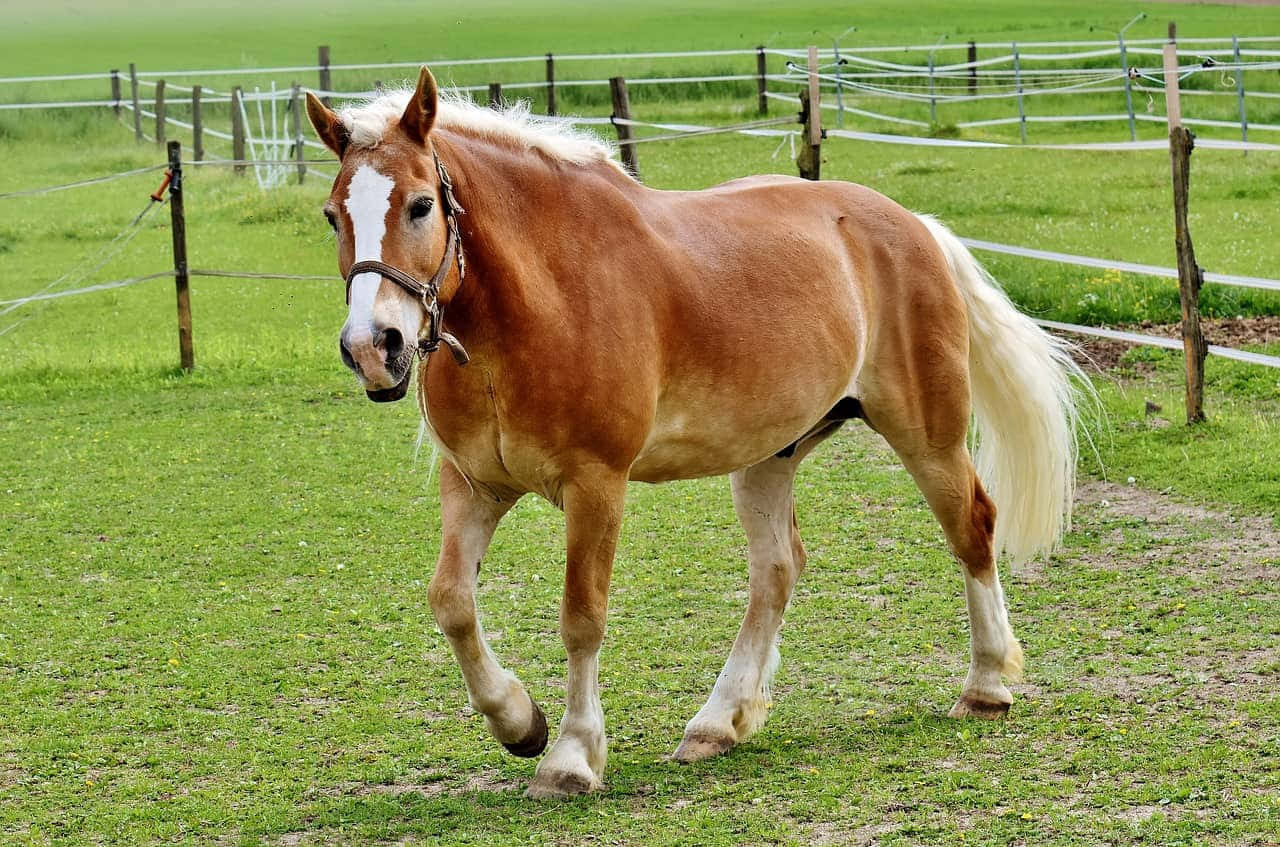 Palomino Horses Haflinger Breed Running Photography Picture