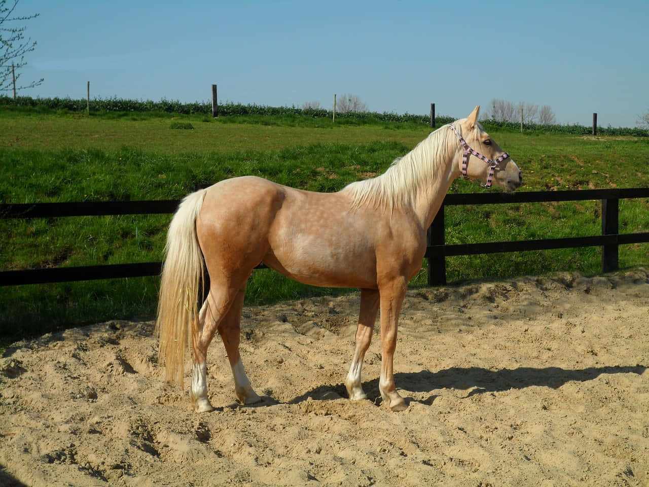 Palomino Horses Mare Side Profile Photography Picture