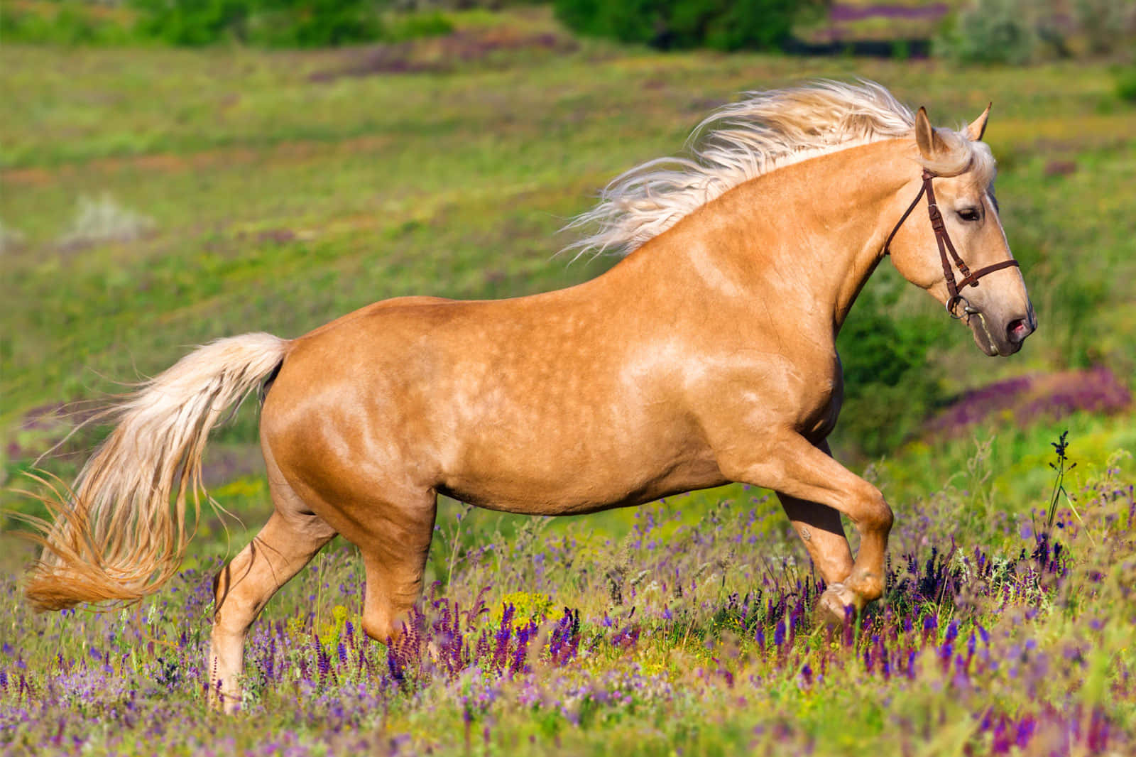 Palomino Horses Galloping Lavender Field Picture