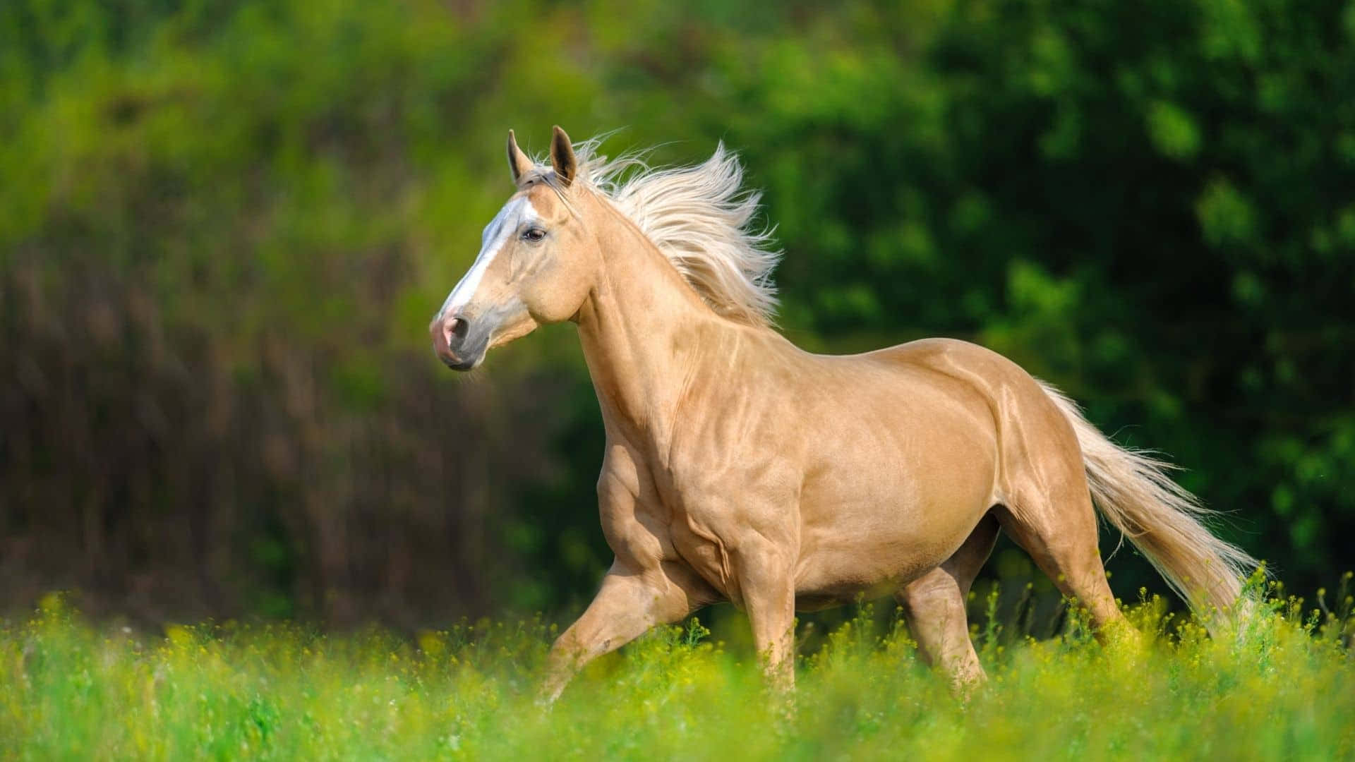 Palomino Horses Running Majestically Photography Picture