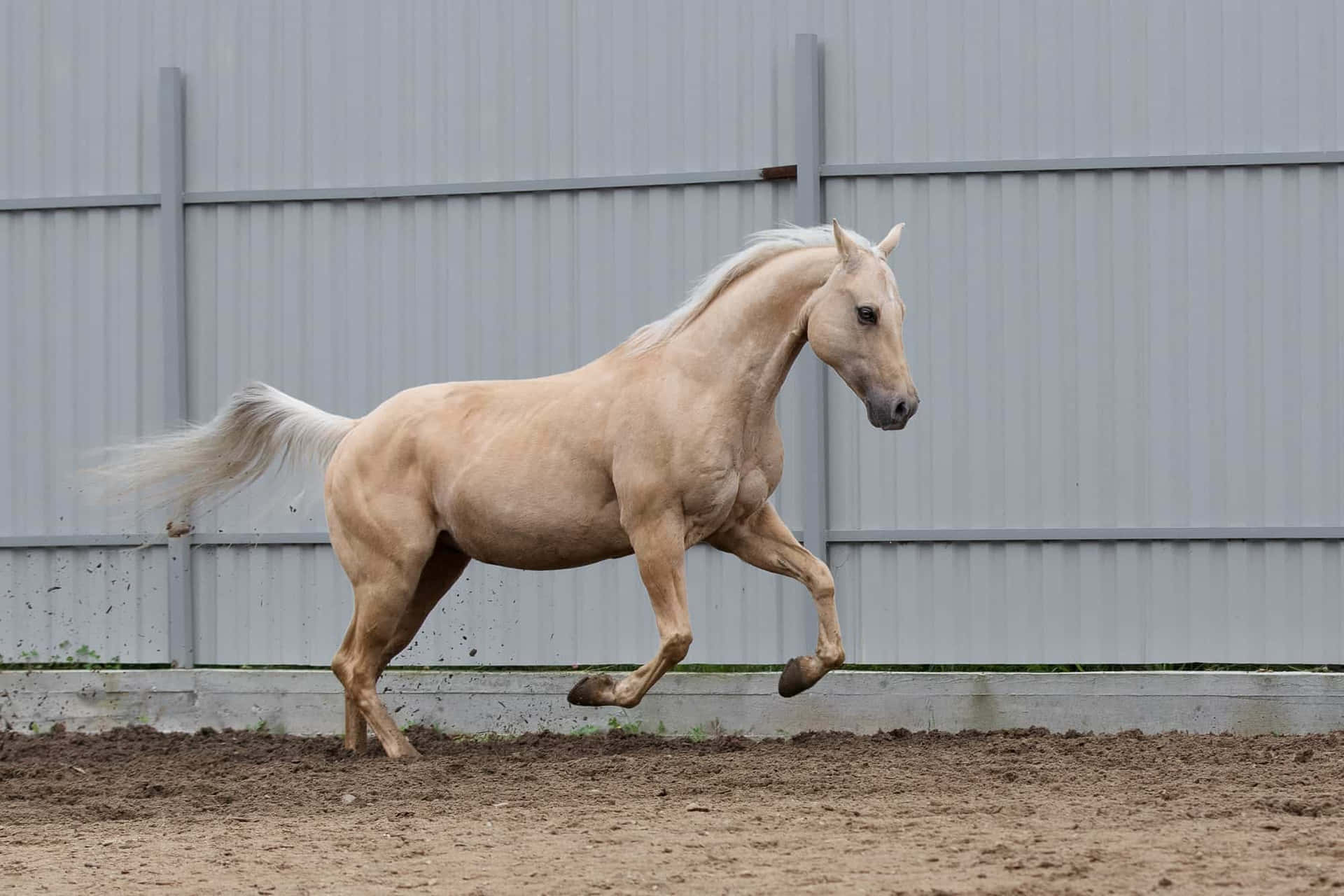 Palominohästar Pony Söt Galopp Fotografi Bild