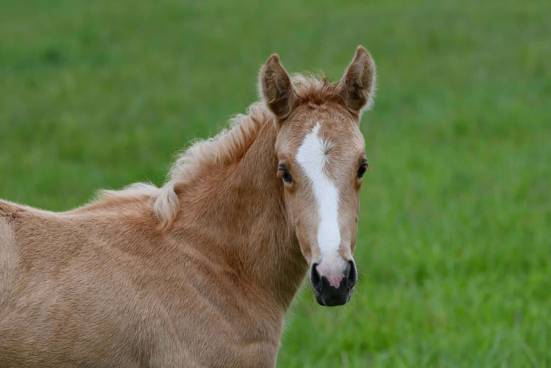 Palomino Horses Head Turn Animal Photography Picture