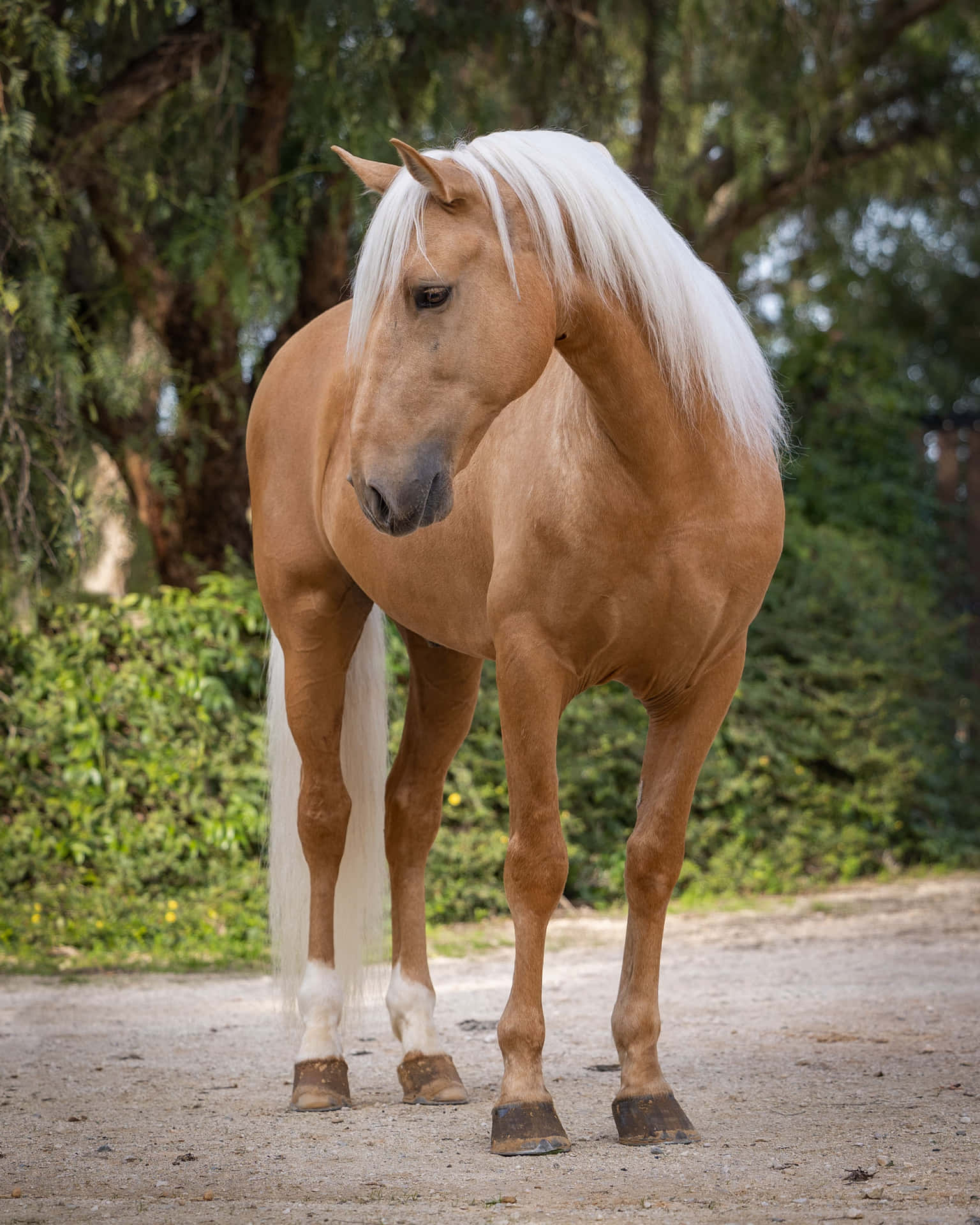 Palomino Horses Looking Away Animal Photography Picture