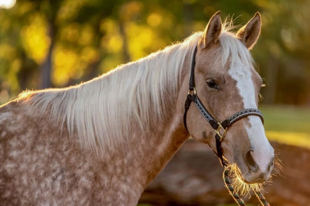 Palomino Horses Side Profile Head Photography Picture