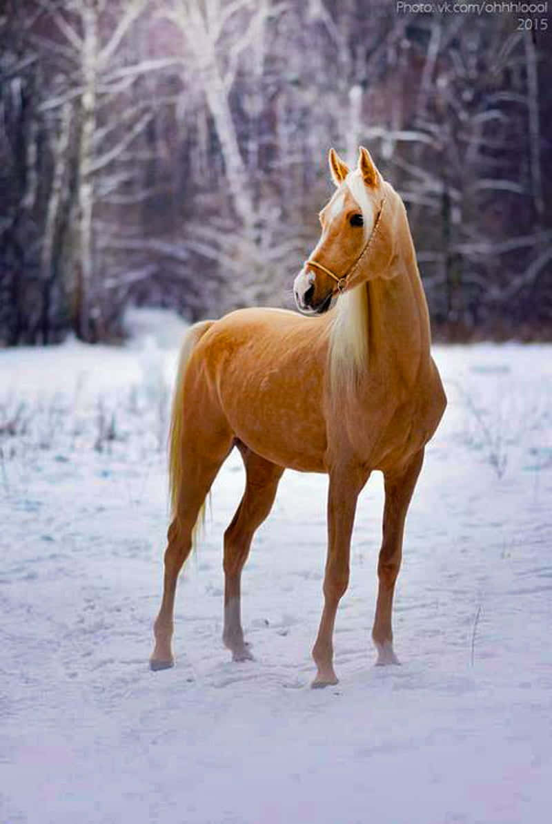 Palomino Horses In Snow Photography Picture