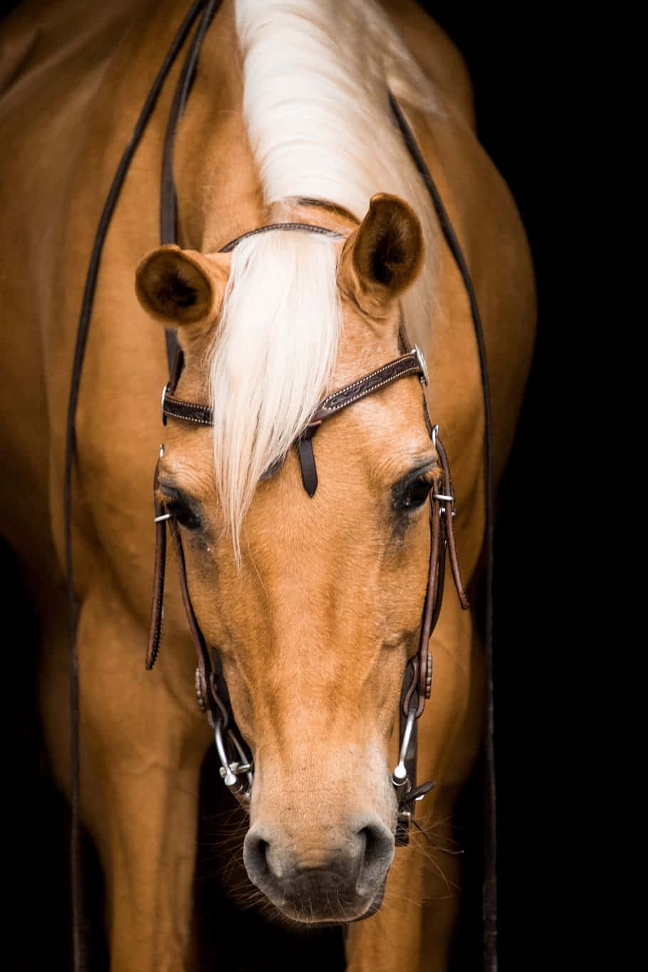 Palomino Horses Shy Bow Animal Photography Picture