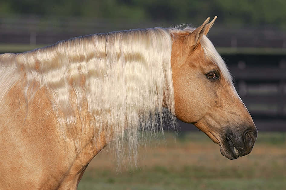 Majestic Palomino Horse Grazing in Pasture