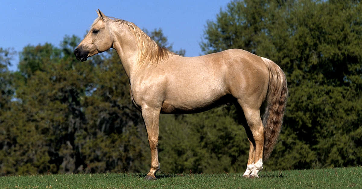 Palomino Horses Greenery Animal Photography Picture