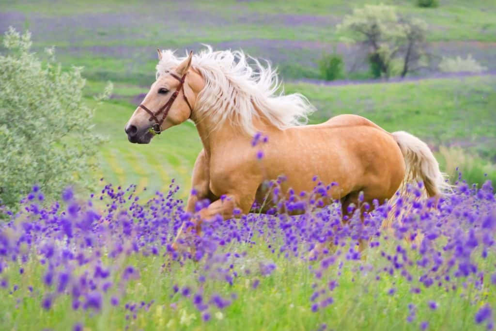 Palomino Horses Lavender Farm Running Photography Picture