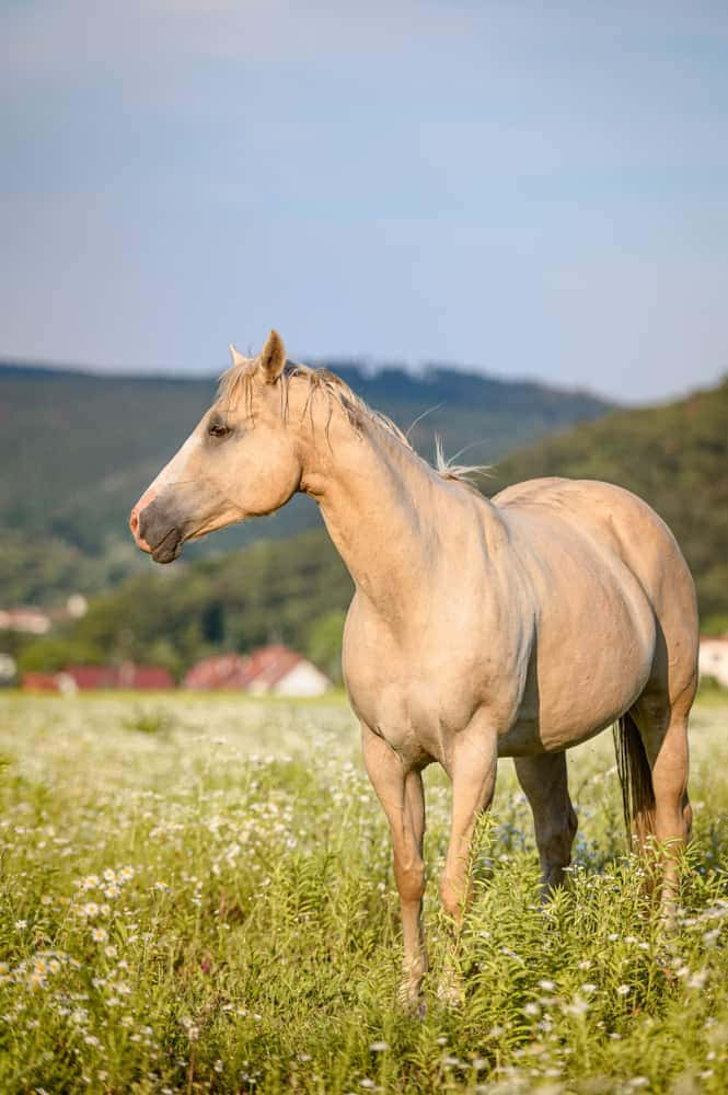 Fotografíade Caballos Palominos Y De American Quarter Horse.