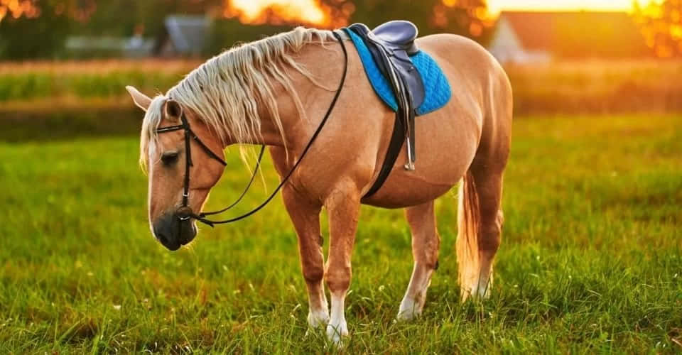 Palomino Horses Sunset Animal Photography Picture