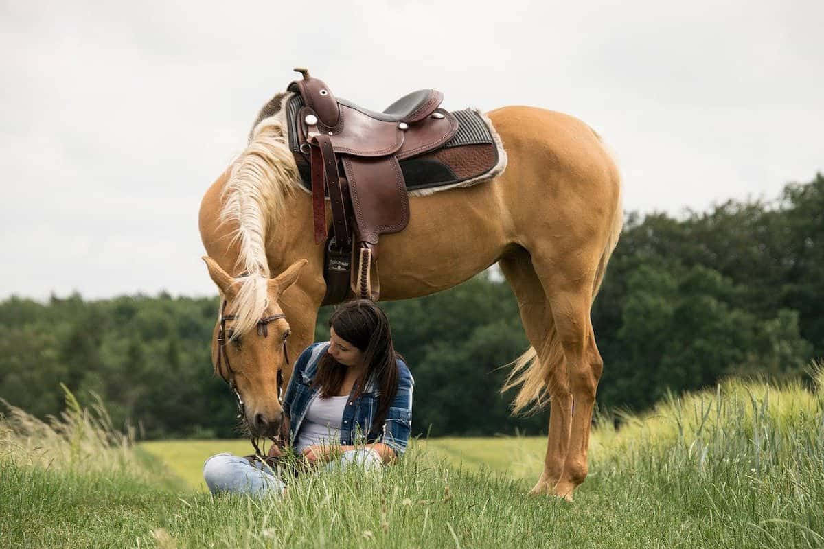 Palomino Horses Rider Bonding Photography Picture