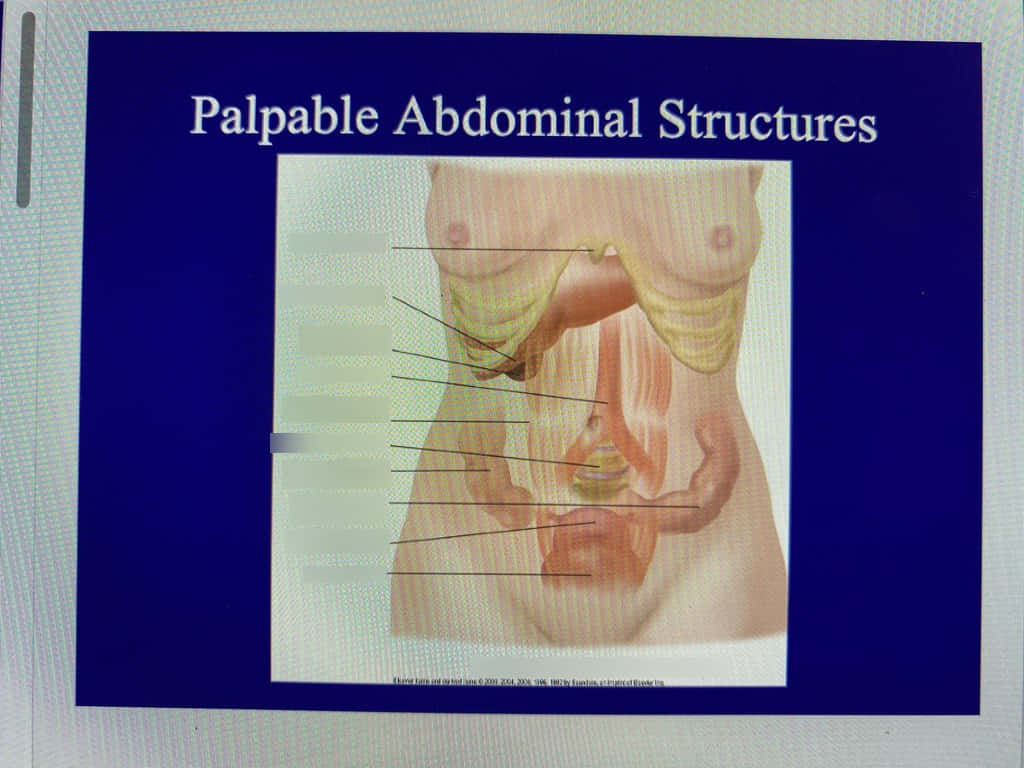 Palpable Abdominal Structures Wallpaper