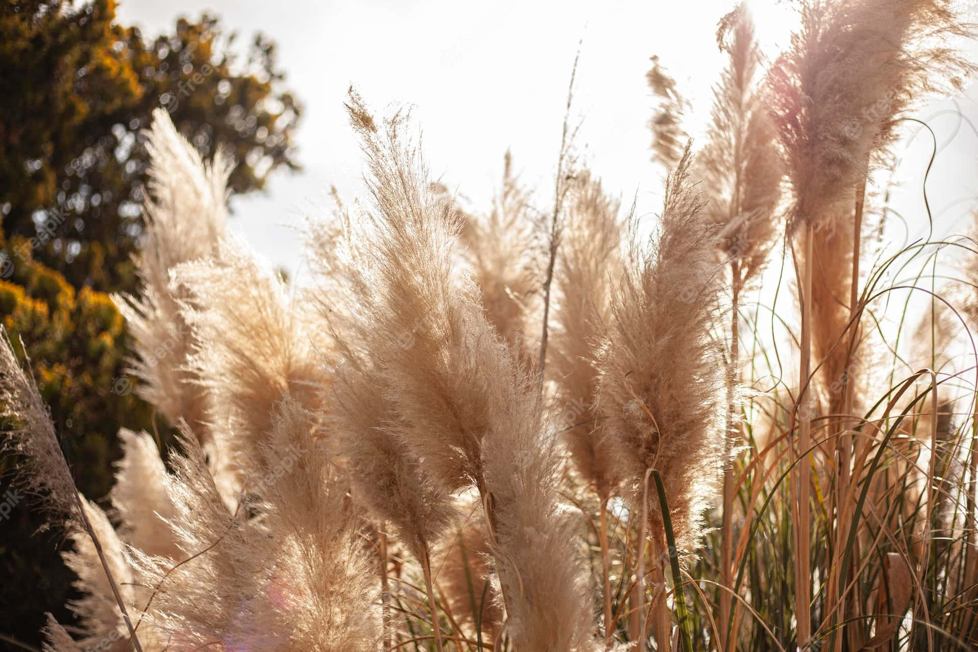 550 Pampas Grass Pictures  Download Free Images on Unsplash