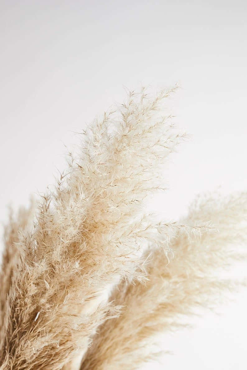 Spring has Sprung with this Pampas Grass! Wallpaper