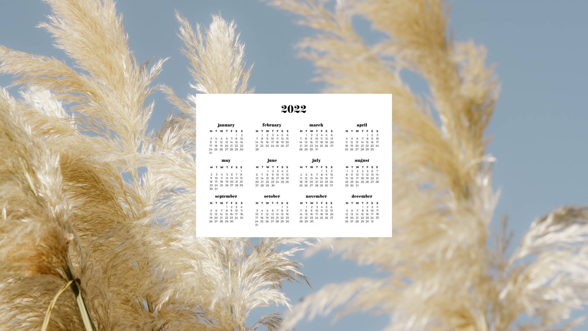 Pampas Grass 2022 Calendar Picture