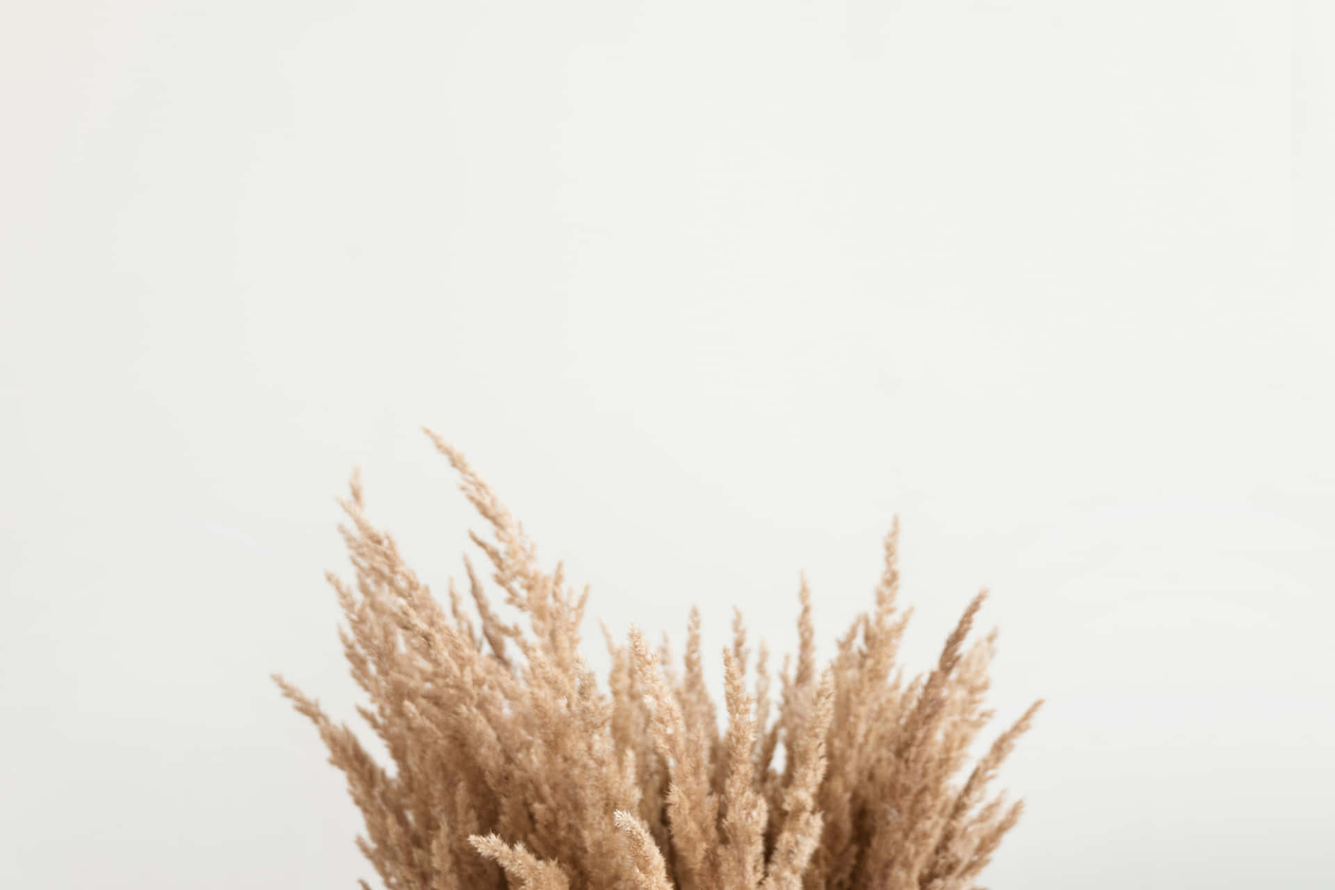 En vase med tørret græs på en hvid bord Wallpaper