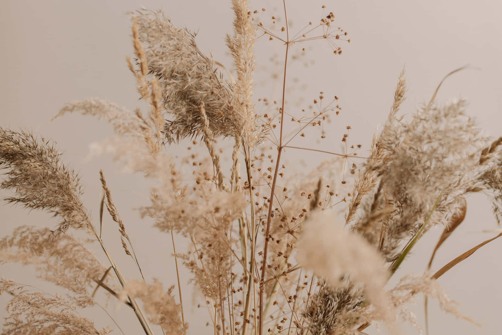 Lush Pampas Grass offers a rustic, natural look to any landscape. Wallpaper