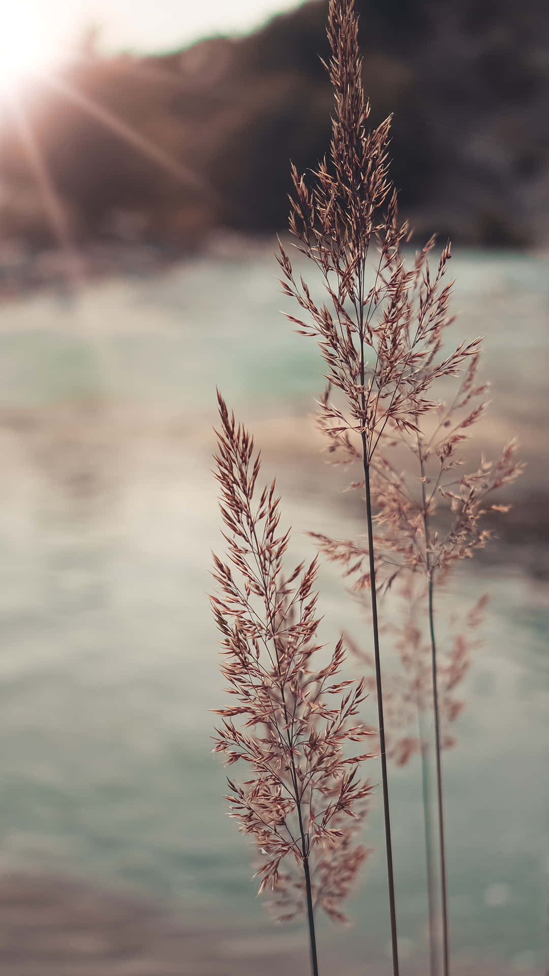A Close Up Of A Grass Plant In Front Of A Lake Wallpaper