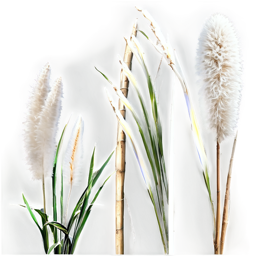 Pampas Grass A PNG