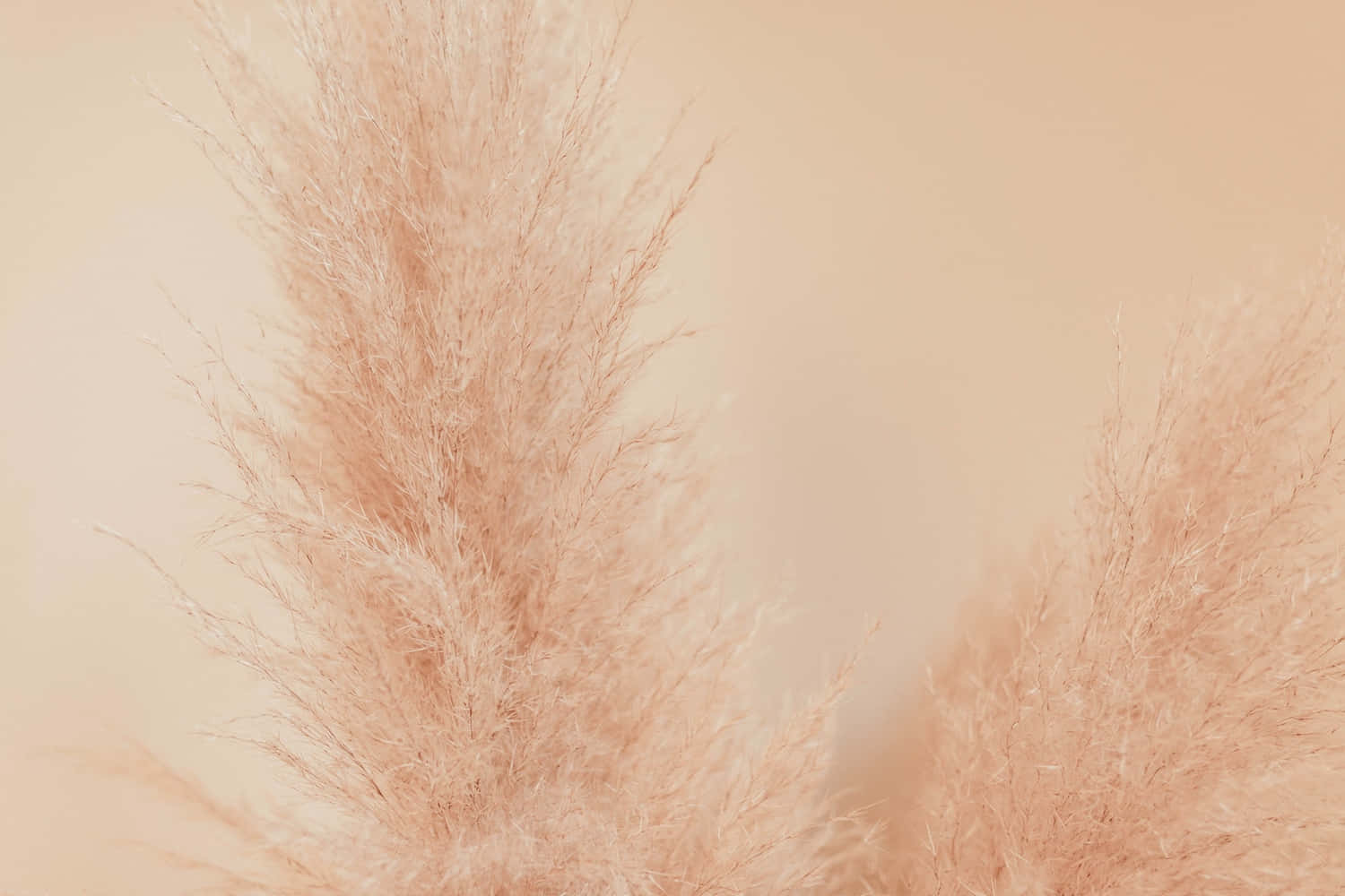 Pale Pink Pampas Grass Background