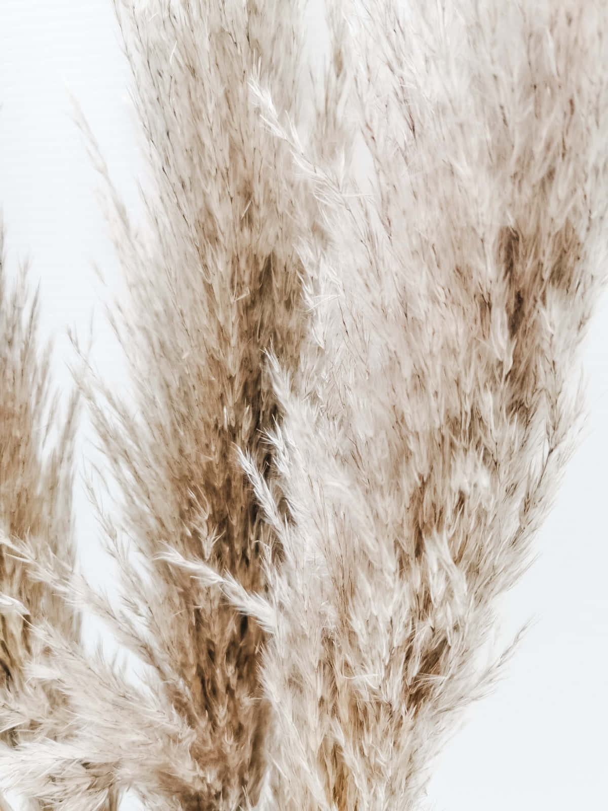 Close-up Plume Of Pampas Grass Background