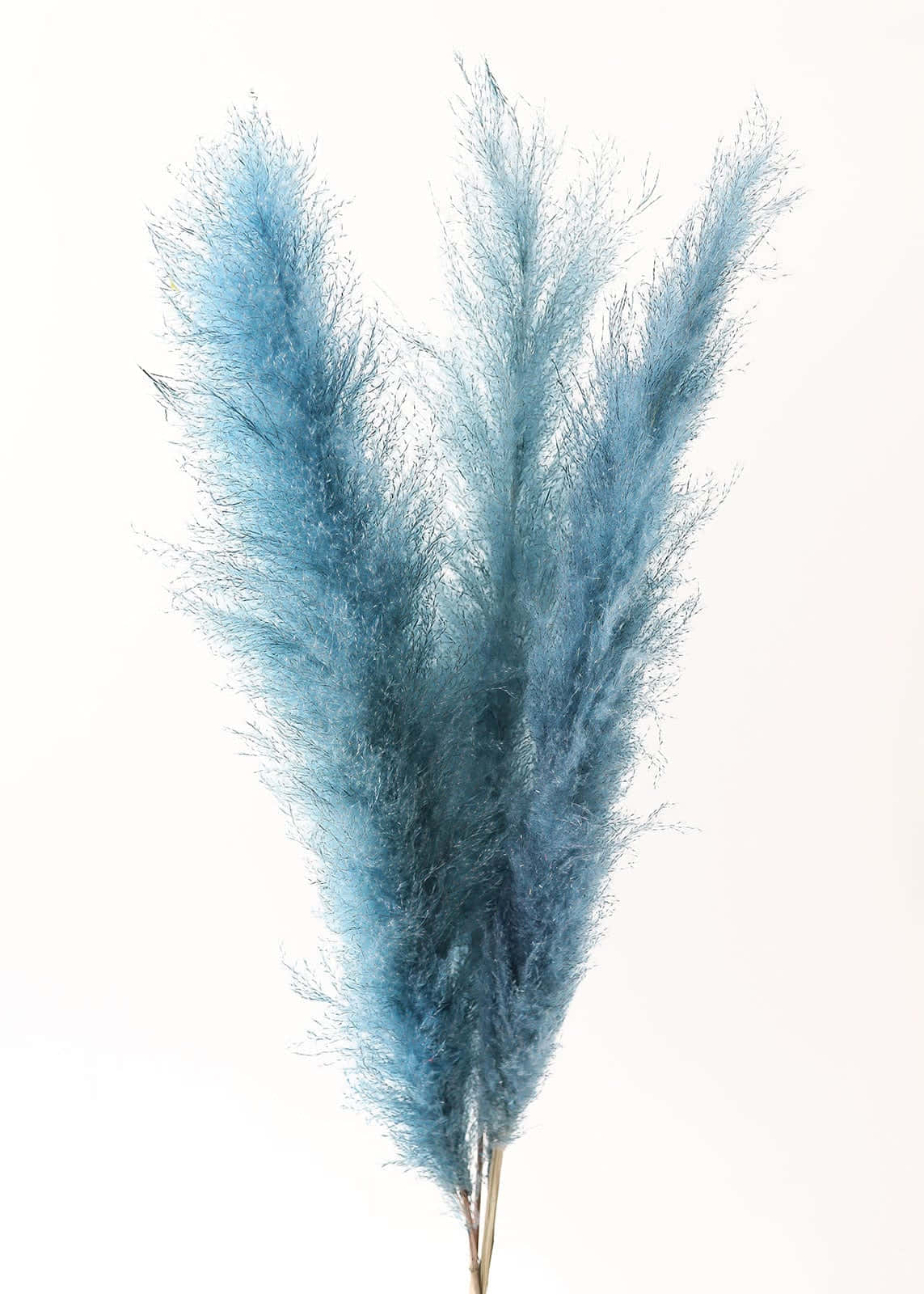 Blue Plume Of Pampas Grass Background