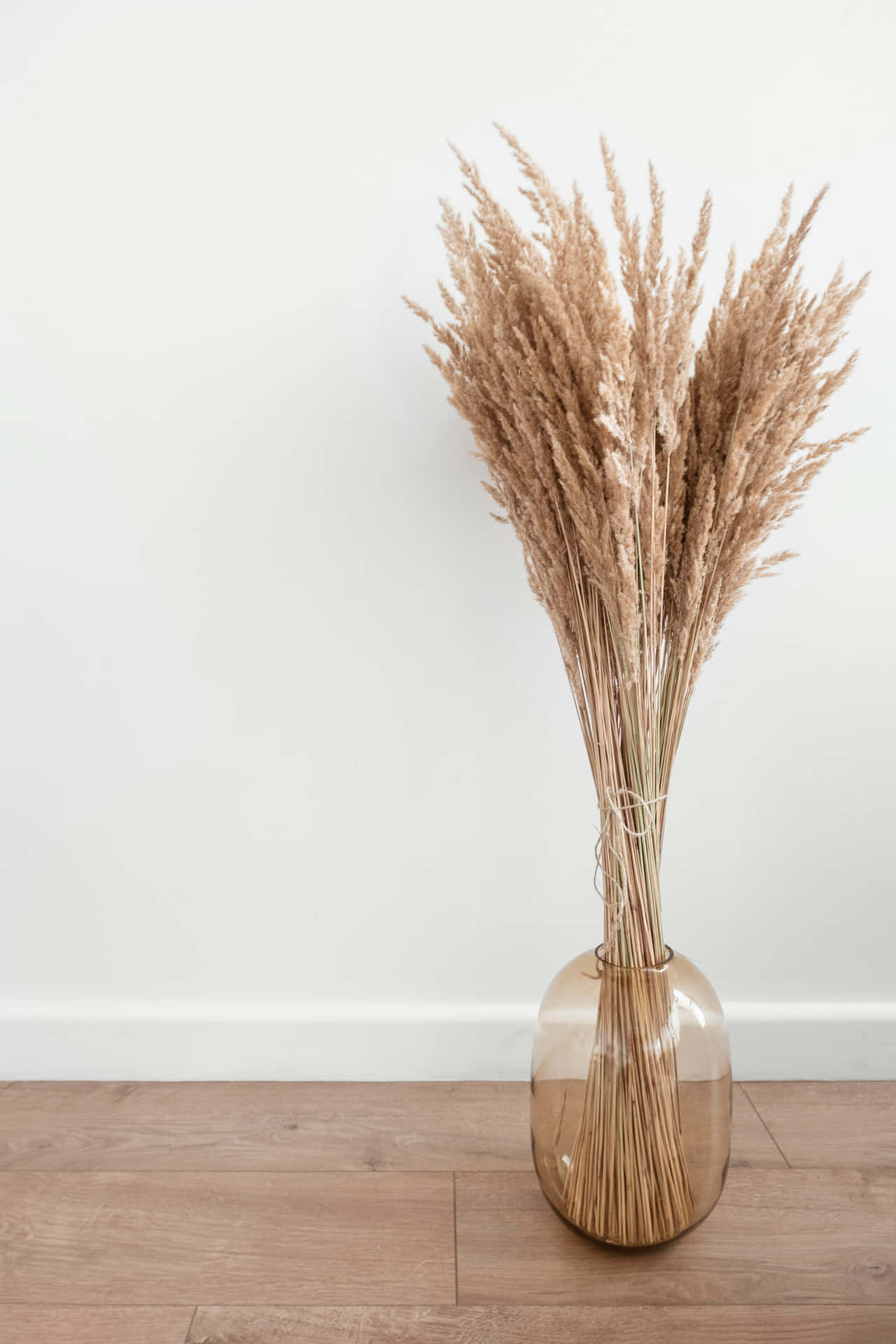 Clear Vase With Pampas Grass Background
