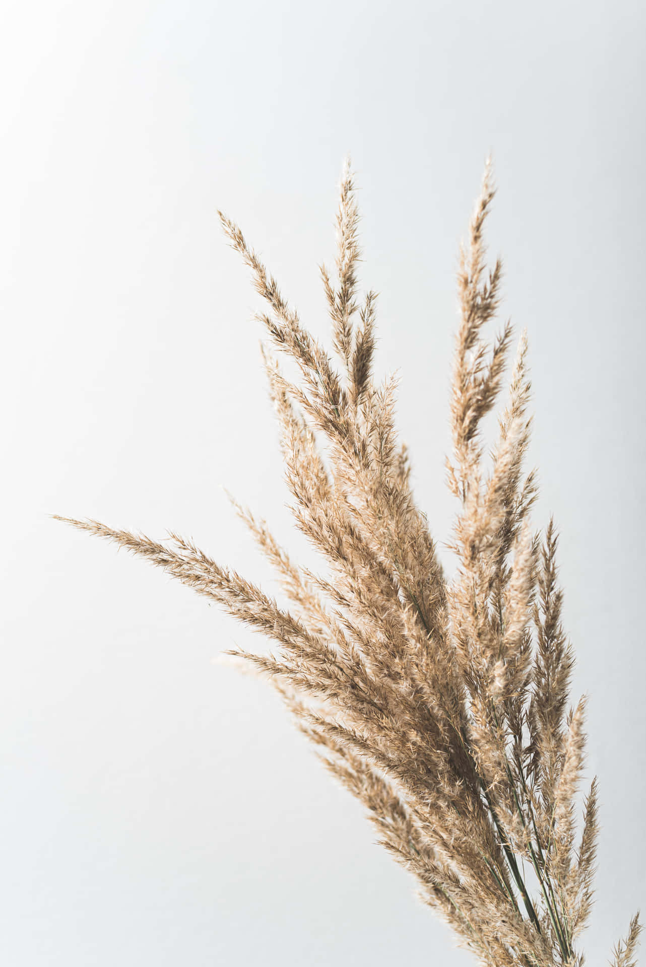Pampas Grass Background In Sky View